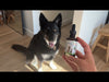 Pet Wellbeing Young at Heart is a veterinarian-formulated supplement designed to support your dog's heart health and overall vitality. Developed with a dynamic blend of heart-supporting herbs, like Mayblossom and Motherwort, Young at Heart helps promote normal heart function and healthy circulation.