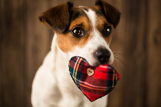 Understanding Heart Disease in Dogs