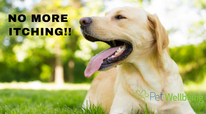 Discover Fast Relief for Itching Pets: Skin Allergies & Hot Spots
