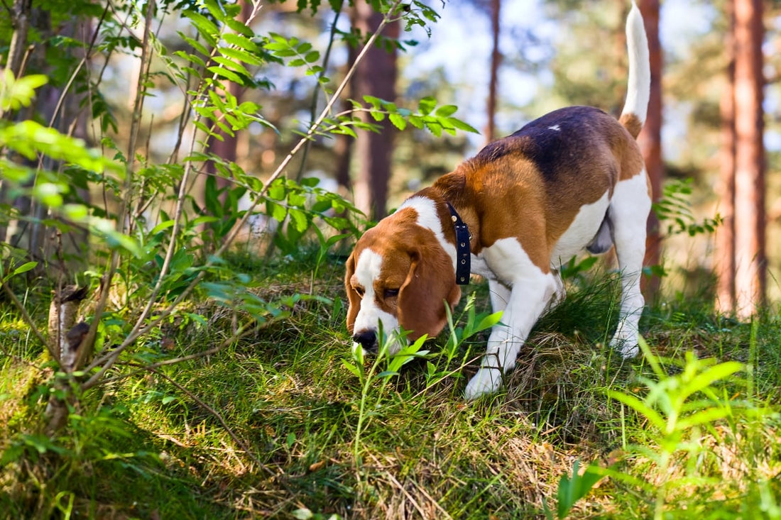 How to Spot & Treat Poison Ivy's Itchy Effects