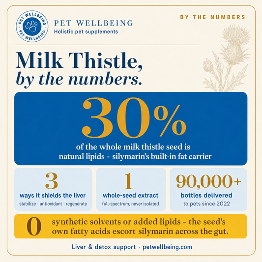 Milk Thistle, By the Numbers: What the Data Says About Whole-Seed Extracts