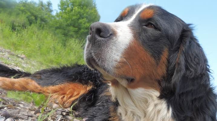 Pet Food Allergies? Try Supplementing with Health Fats