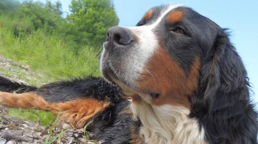 Pet Food Allergies? Try Supplementing with Health Fats