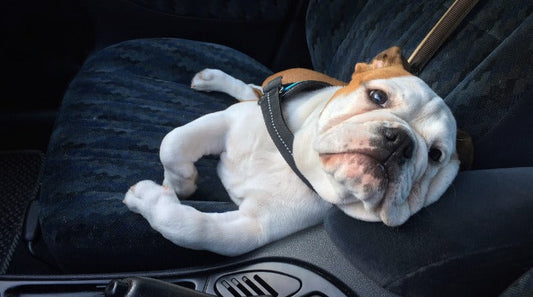Car Safety: Common Approaches to Keeping Dogs Safe on the Road