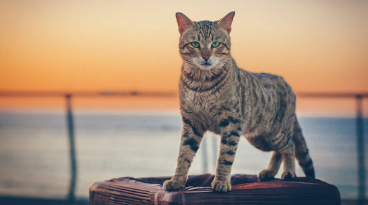 Discover How Senior Cat Overcame Cancer with Life Gold - Natural Cancer Support