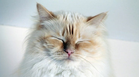 Cat Fur Personality Test: Can Fur Color Affect Your Cat's Behavior?
