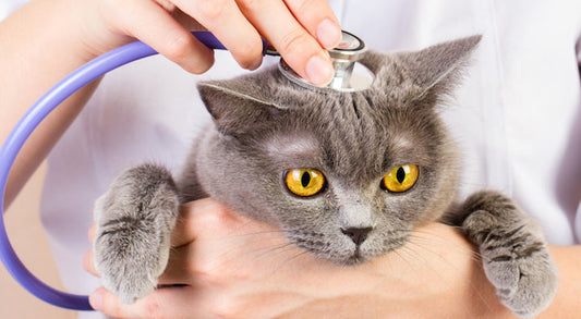 Lucy’s journey to recovery from cat hyperthyroidism