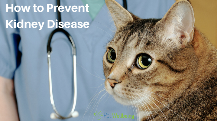 Discover Natural Support for Common Feline Ailments: Cat Liver Disease