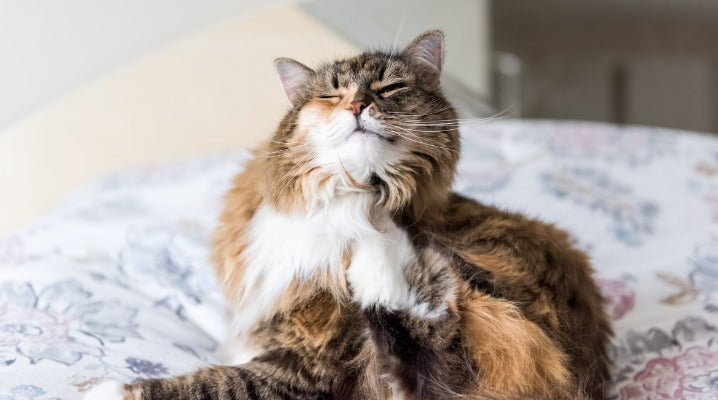 Eradicate Fleas in Your Home Before Winter