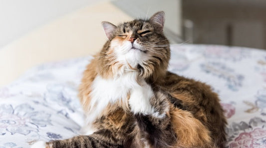 Eradicate Fleas in Your Home Before Winter