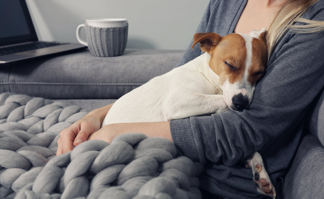 Take a Deeper Look at Lymphoma in Dogs