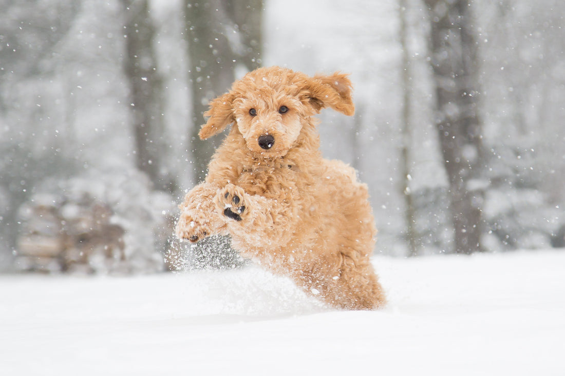 Why Cold Weather Makes Your Dog's Arthritis Worse