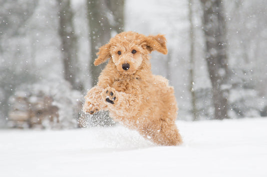 Why Cold Weather Makes Your Dog's Arthritis Worse