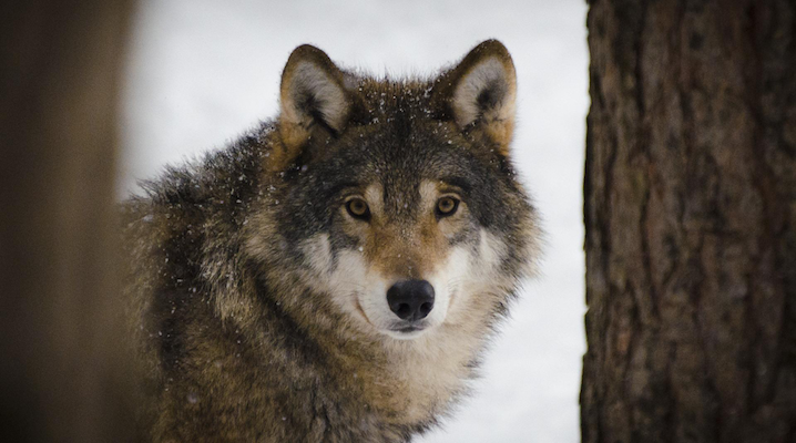 Keep Your Dog Safe During The Winter With These Tips