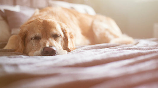 Should We Let Sleeping Dogs Lie With Us? Putting the Debate to Bed