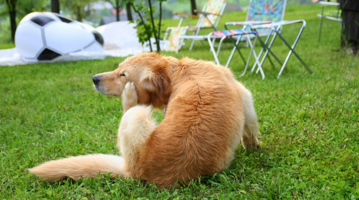 How to Check for Fleas that Could be Triggering Your Pet's Allergies