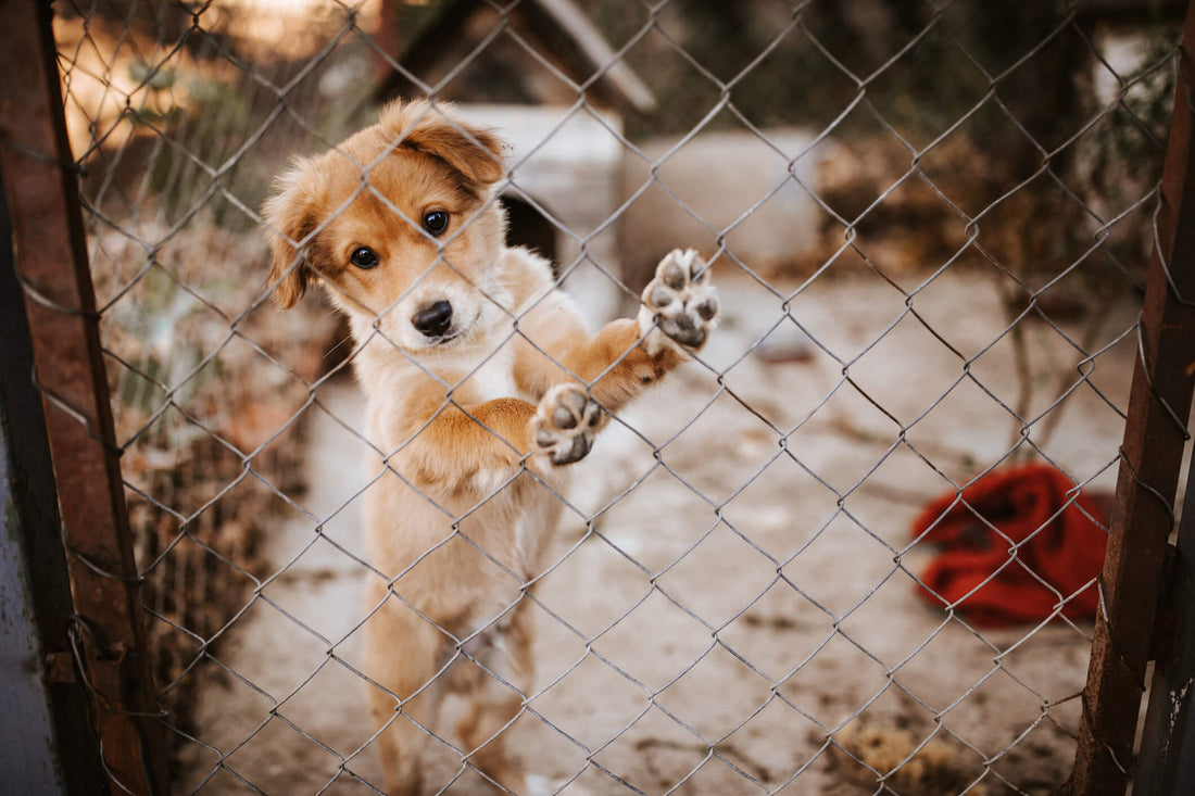 How Rescue Groups Save Animals Suffering from Neglect
