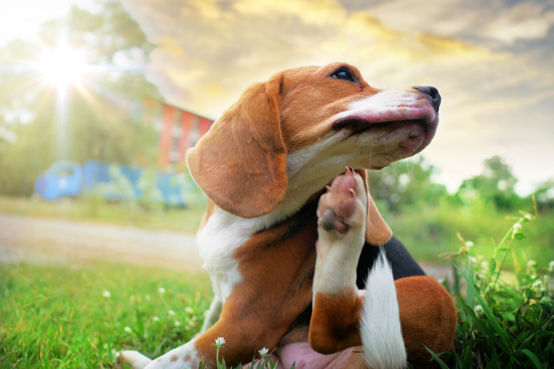 Natural Remedies for Allergies in Dogs and Cats