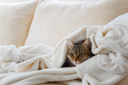 4 Signs of End-Stage Kidney Failure in Cats