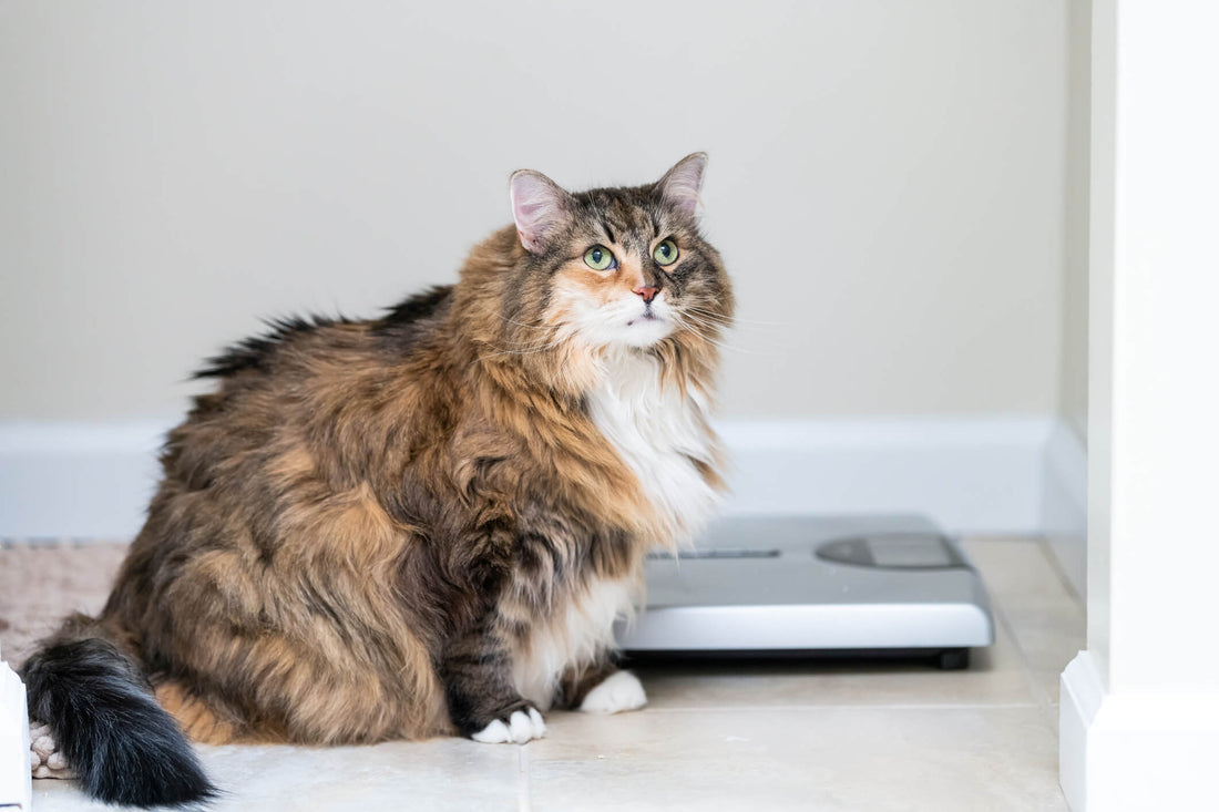 Are Weight Loss Supplements Safe for Pets?