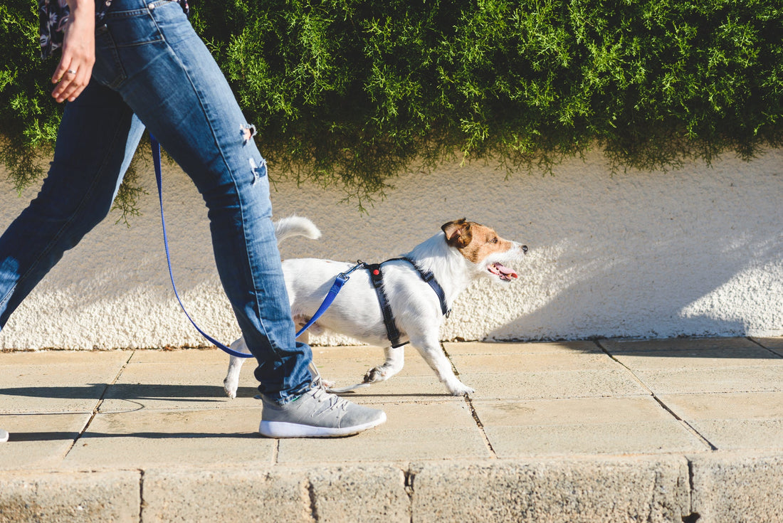 Beware of Hot Asphalt and the Effects it Can Have on Your Pooch's Paws