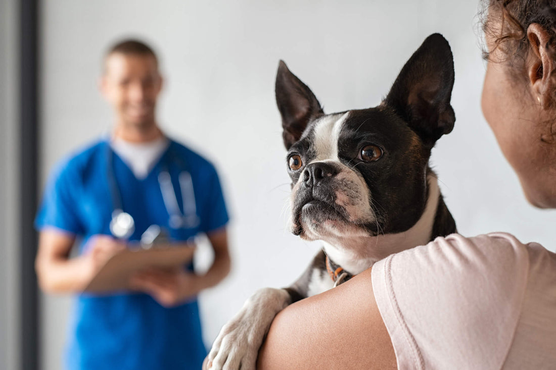 When is Dog Diarrhea an Emergency?