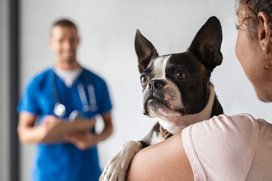 When is Dog Diarrhea an Emergency?