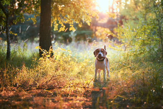 Can You Prevent Your Dog from Getting Worms?
