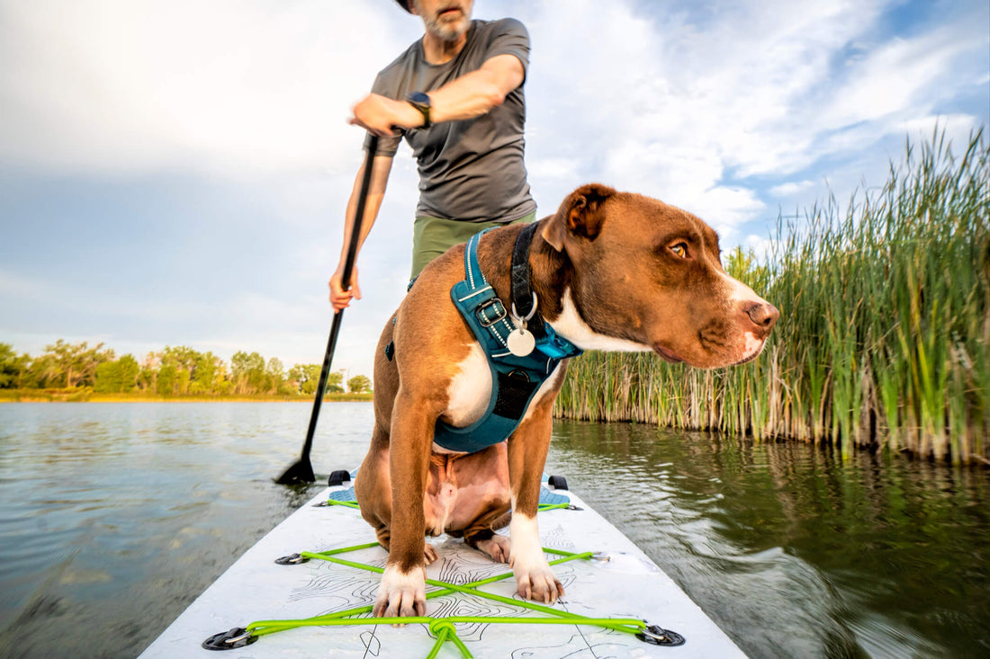 8 Workouts To Do With Your Dog
