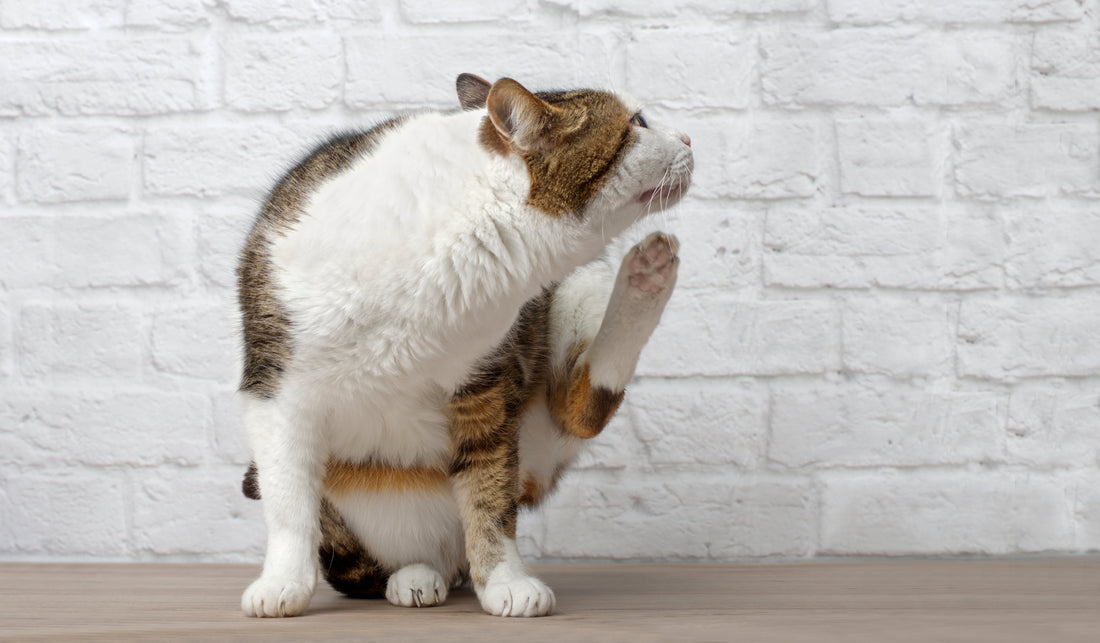 Have You Given Your Pets Their Pre-Winter Pest Check?