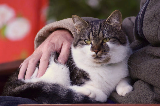 How Aging Can Affect Your Cat's Cognitive Abilities