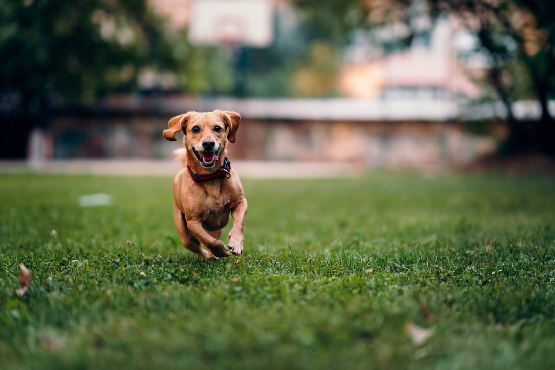 How to Put Your Pet on a Detox (and Why They’ll Thank You)