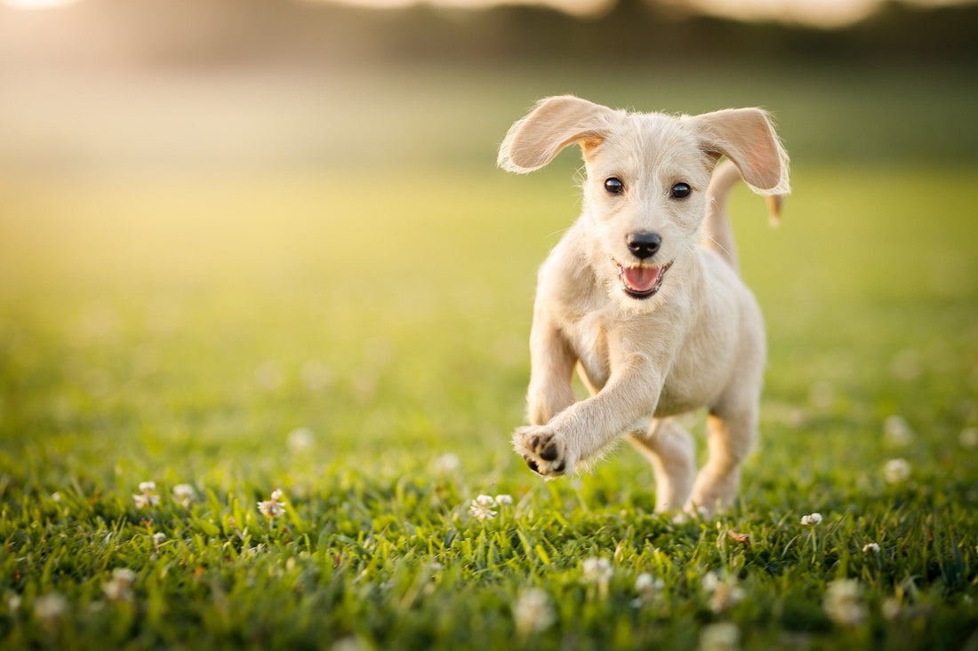 Understanding Your Dog's Four Major Life Stages