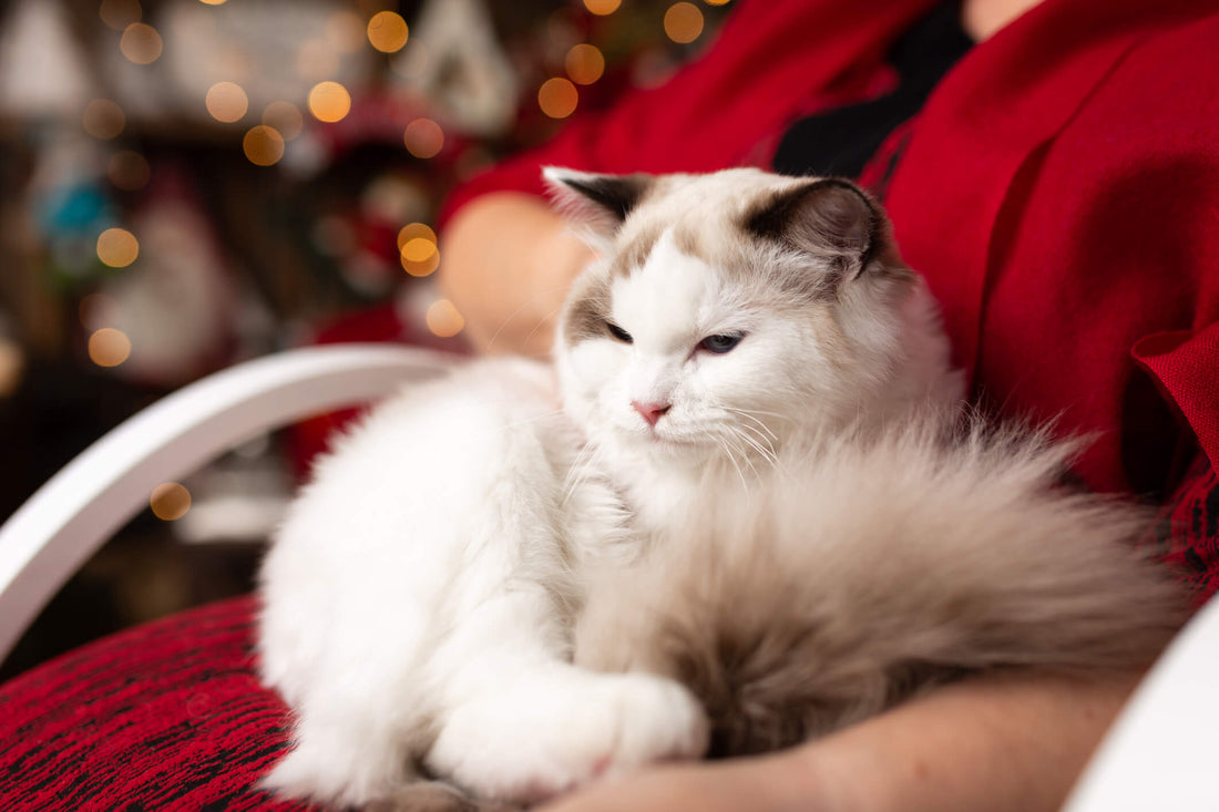 7 Reasons to Adopt a Senior Cat