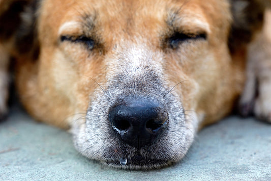What’s a Good Exercise Plan For My Pet Suffering From Joint Pains?