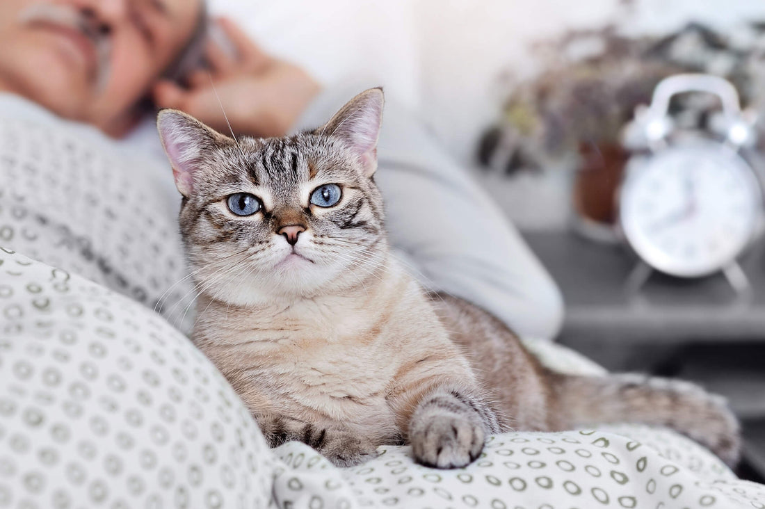 6 Supplement Gifts to Help Your Senior Cat Feel Young Again