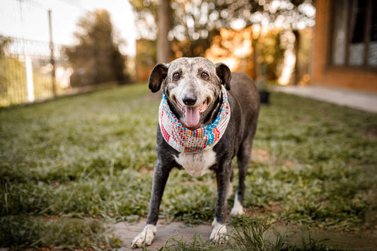 Best Ways to Keep Your Senior Pet in Good Physical Shape
