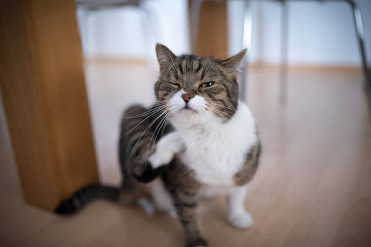 Persistent Pet Itching: Is it Dry Skin or Allergies?