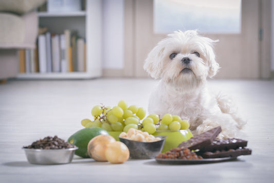 Poisoning in Dogs and What to Do if it Happens