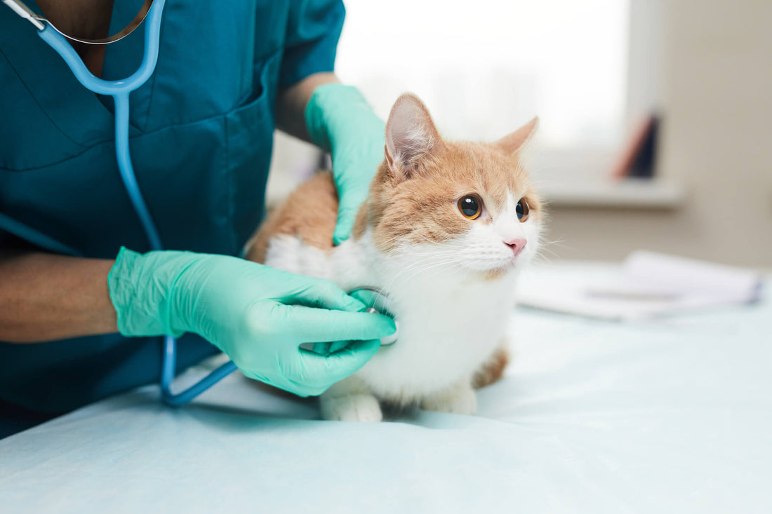 7 Herbs that Can Help Normalize Your Pet's Blood Sugar