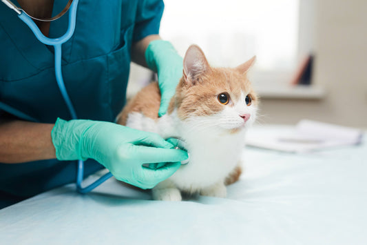 7 Herbs that Can Help Normalize Your Pet's Blood Sugar