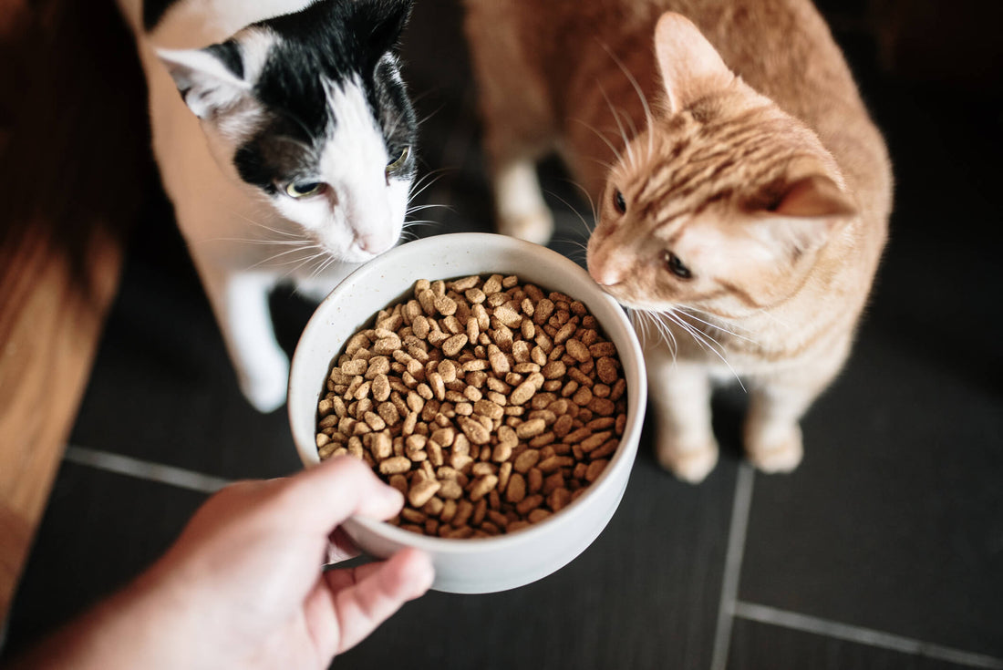 Successfully Switch Your Pet's Food with These Tips