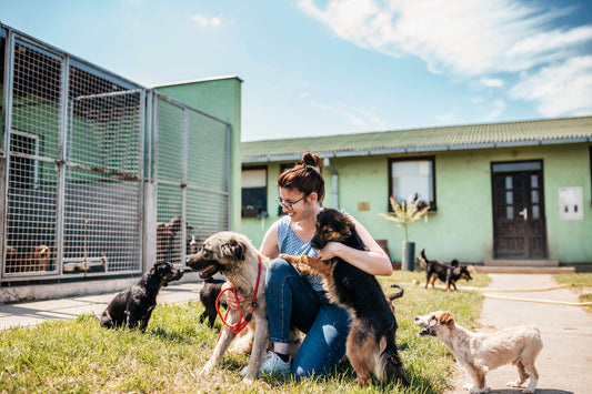 Charitable Season is Coming: Animal Rescues Deserve Your Donation