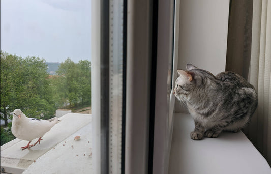 Why Bright Ruffle Collars on Cats Are Better for Bird Safety