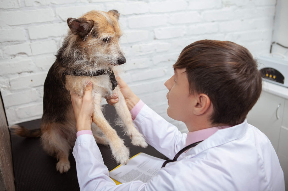 Help Your Pup Live Happily with Hip Dysplasia