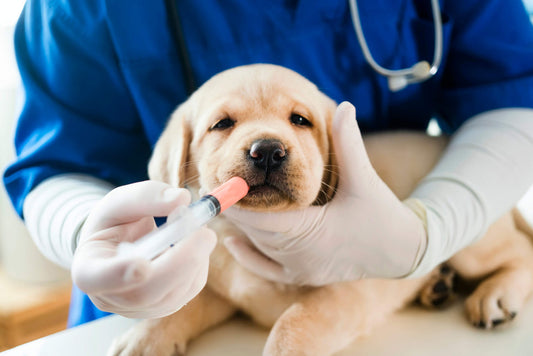 Pets on Prescription Medication Need this Herb