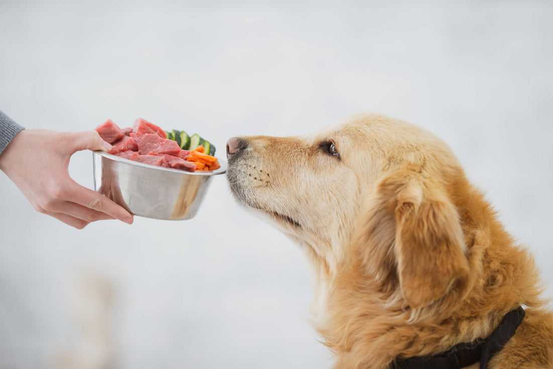 Herbs, Raw Meat, Egg Shells, Duck Heads! What's In Your Dog's Bowl?