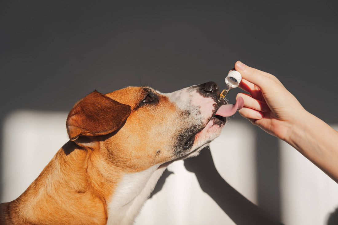 Reishi Mushrooms and Your Pet's Health