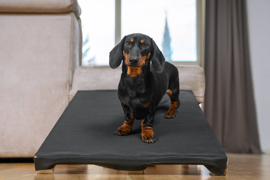Senior Ups and Downs: Help Your Aging Dog Navigate Your Home Safely