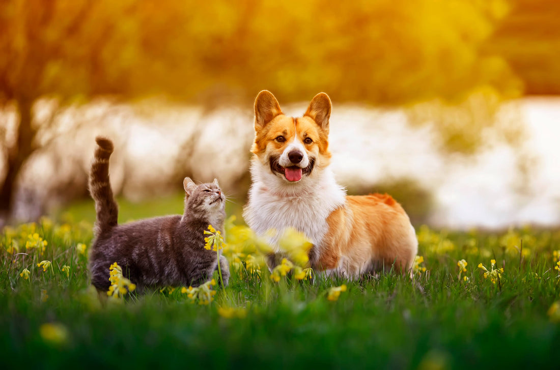 How to Introduce New Family Members—2 Legged and 4 Legged